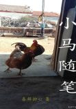 小马随笔